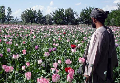 http://www.rnw.nl/data/files/images/lead/afghanistandrugsANP.jpg