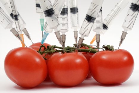 genetically modified food Top 6 Genetically Modified Food Products